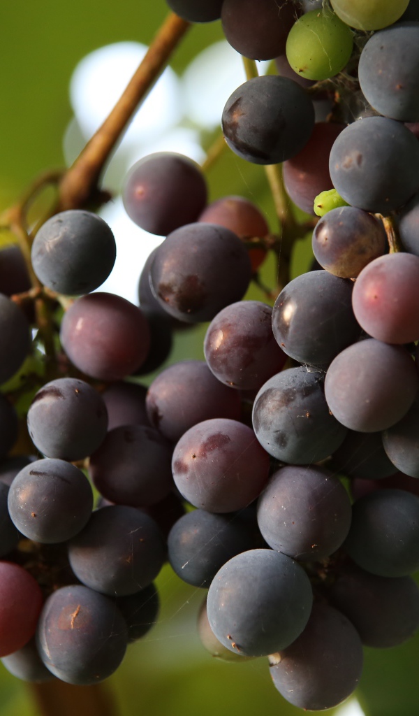 Розовый виноград Лидия на лозе 