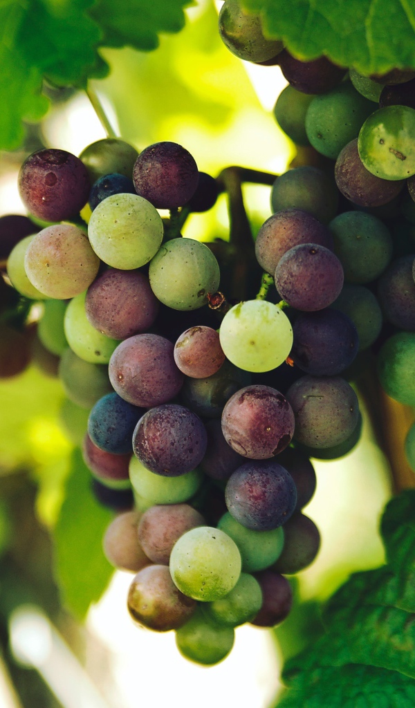 Розовый виноград спеет в зеленых листьях 