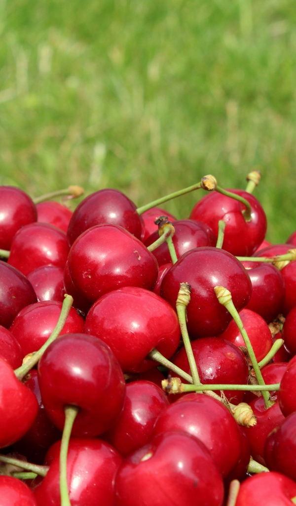 Красные черешни на фоне зеленой травы 