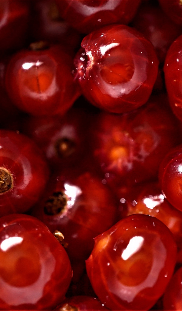 Спелые сочные ягоды красной смородины