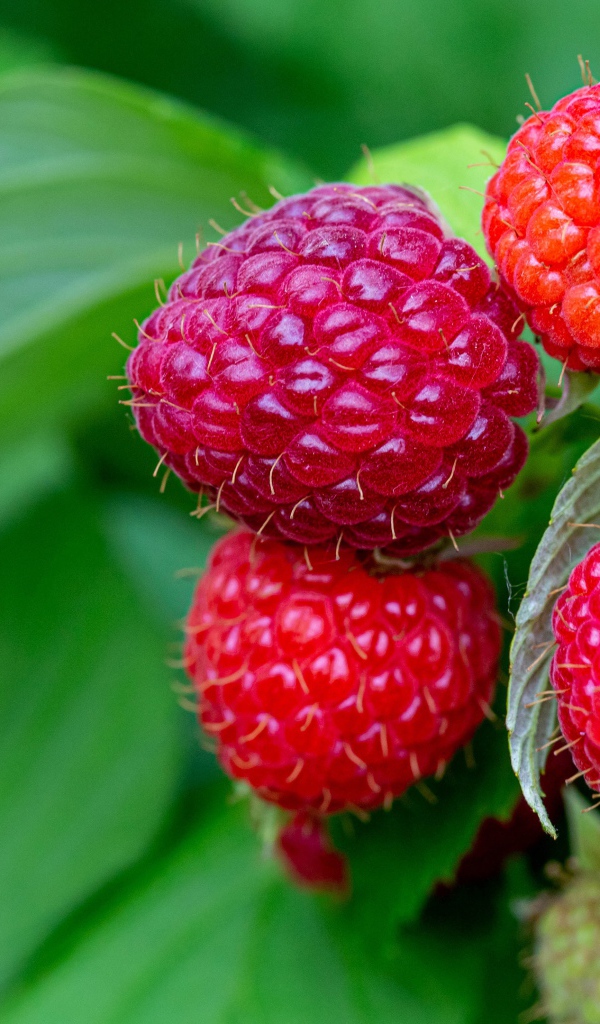 Спелая сочная красная малина на ветке 