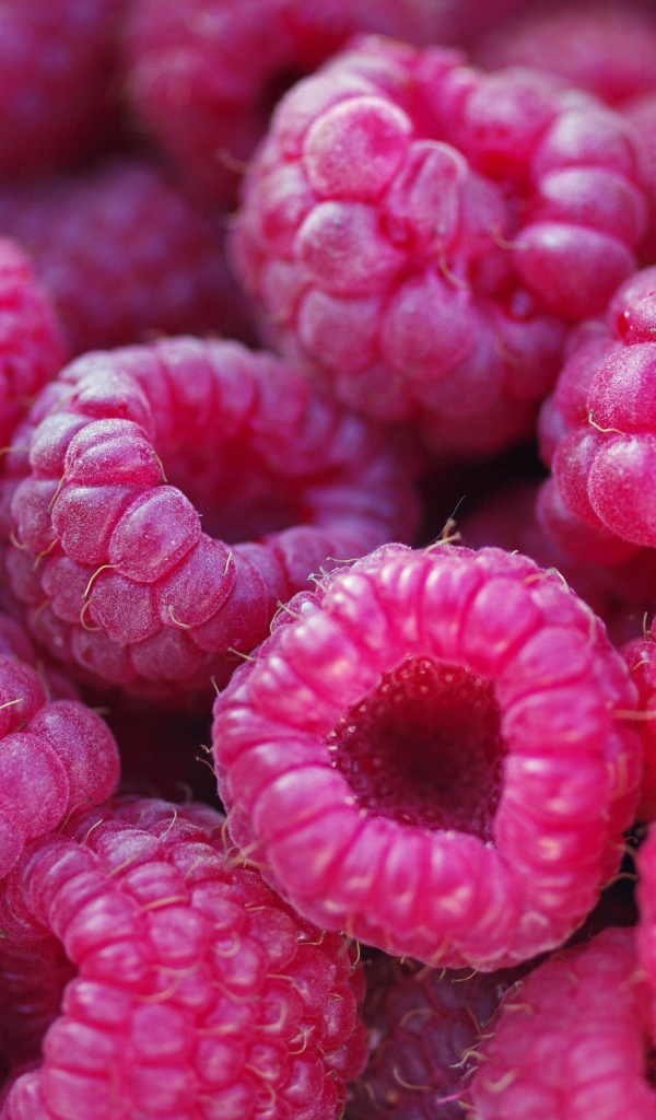 Спелые крупные ягоды малины 