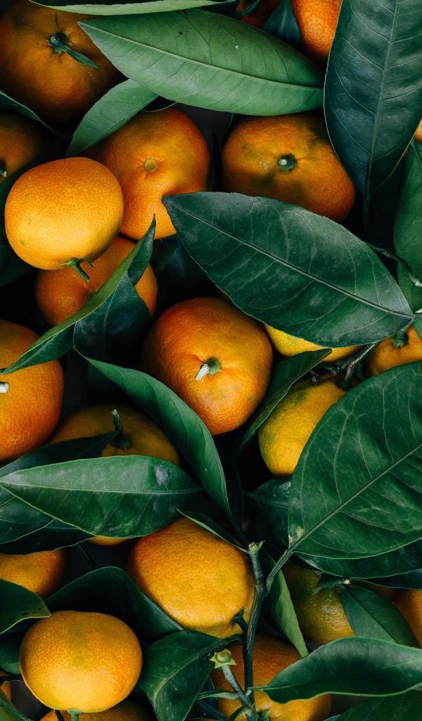 Спелые оранжевые плоды мандарина с зелеными листьями