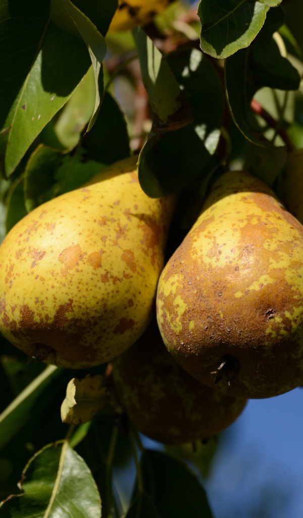 Спелые груши на дереве в зеленых листьях 