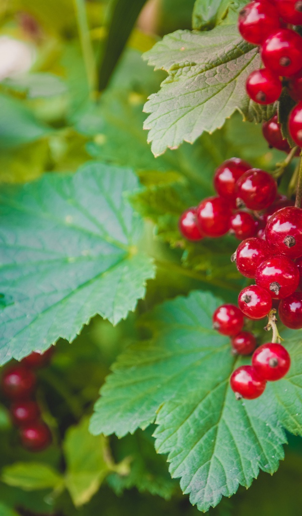 Спелая красная смородина с зелеными листьями на кусту