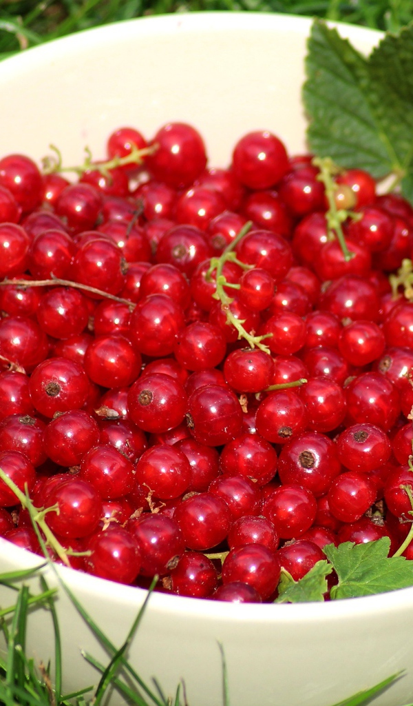 Спелая красная смородина в белой миске на зеленой траве 