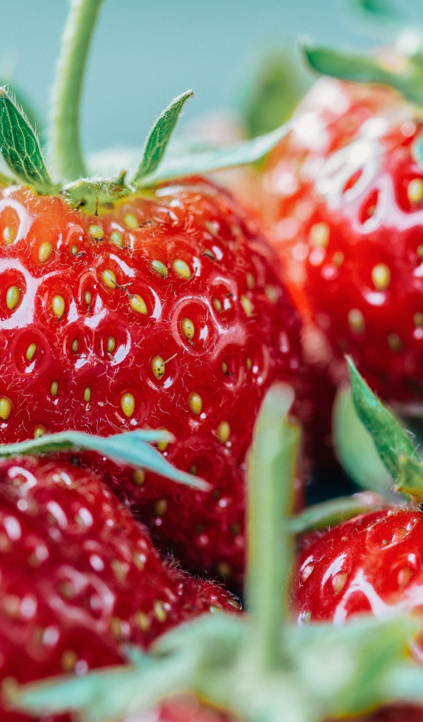 Ягоды спелой клубники с зелеными хвостиками