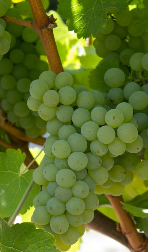 Спелый белый виноград на гроздьях 