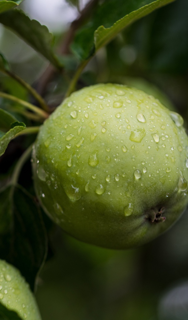 Мокрое зеленое яблоко с листьями на дереве 