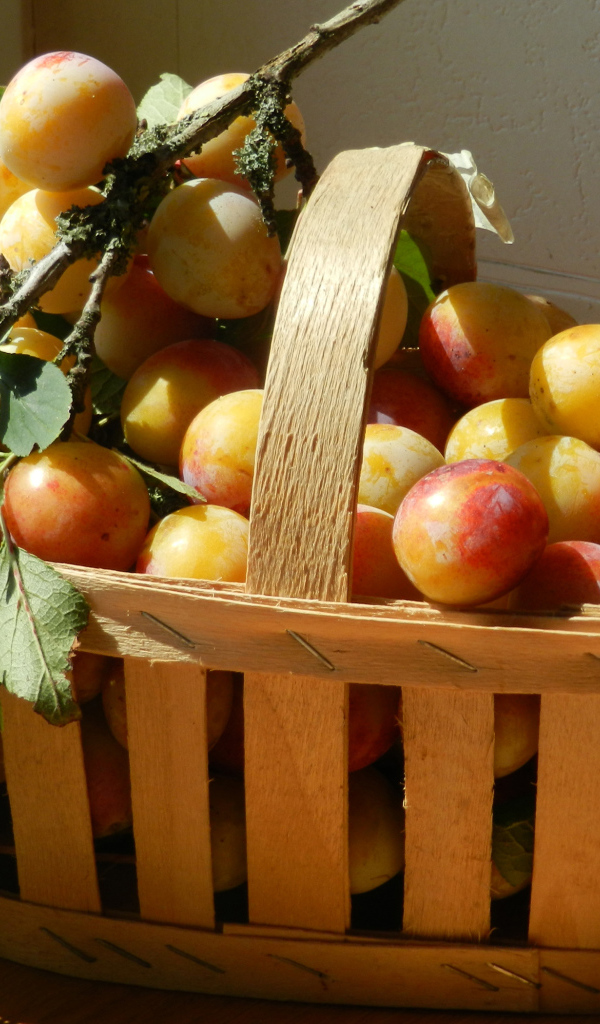 Деревянная корзина со спелыми сливами в лучах солнца