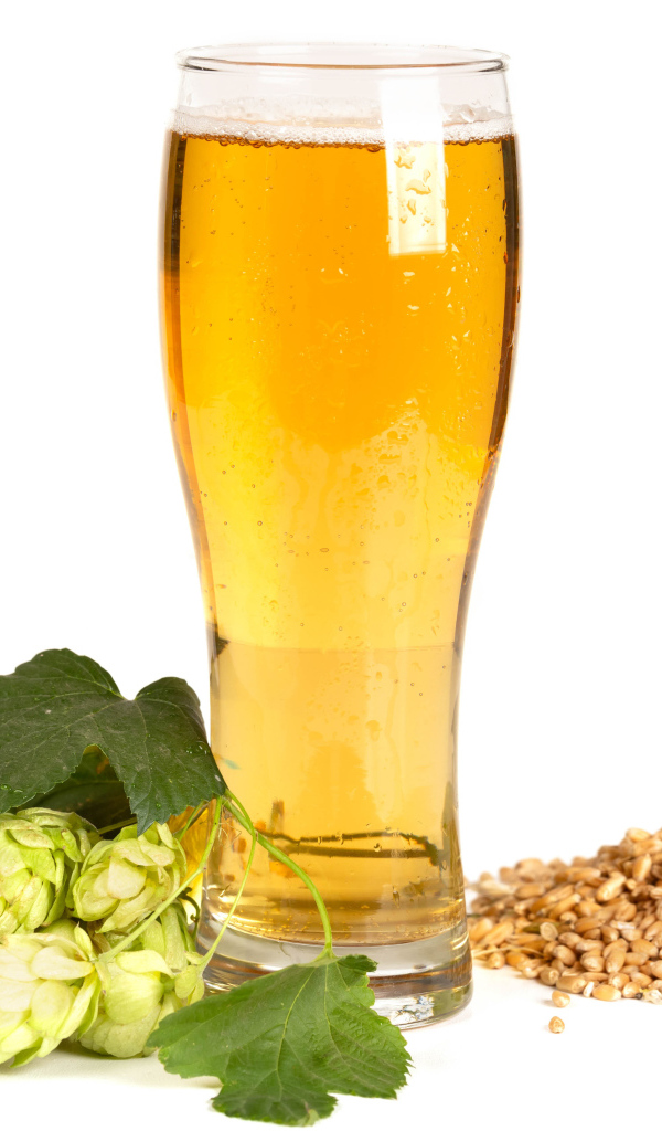 Бокал холодного пива на белом фоне с хмелем и зернами пшеницы