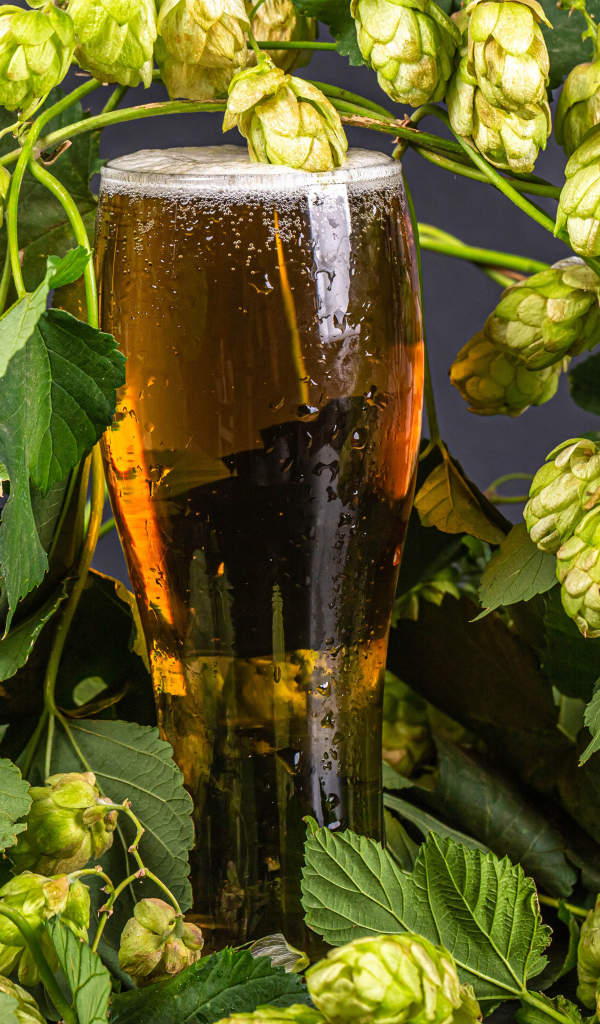 Бокал холодного пива с шишками хмеля на сером фоне