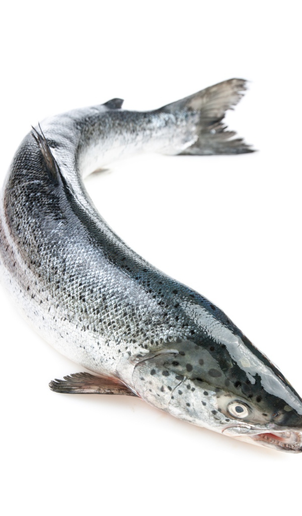 Большая свежая рыба форель на белом фоне