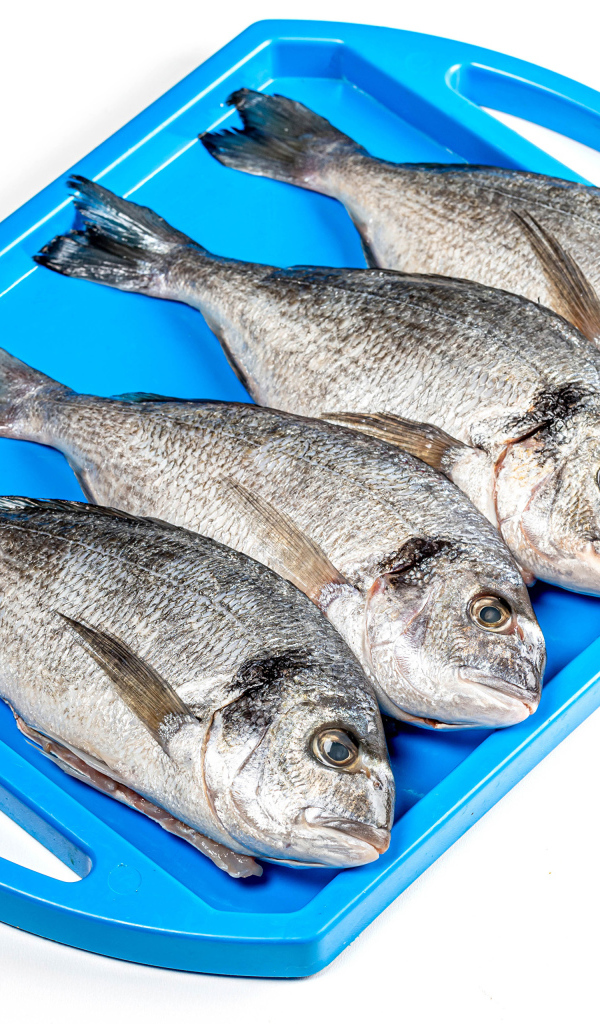 Свежая рыба на голубом подносе на белом фоне