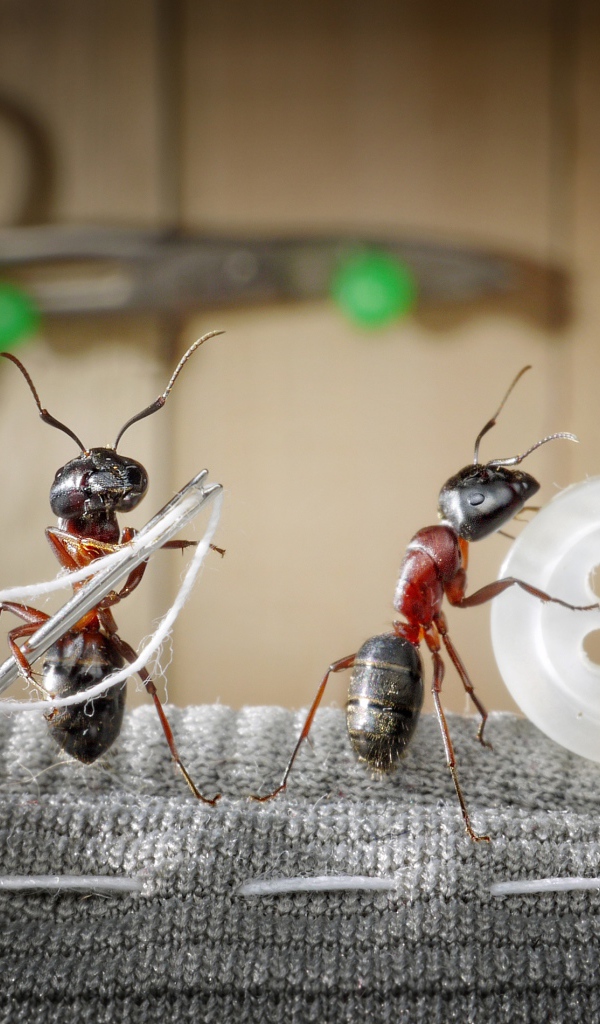Три муравья пришивают пуговицу