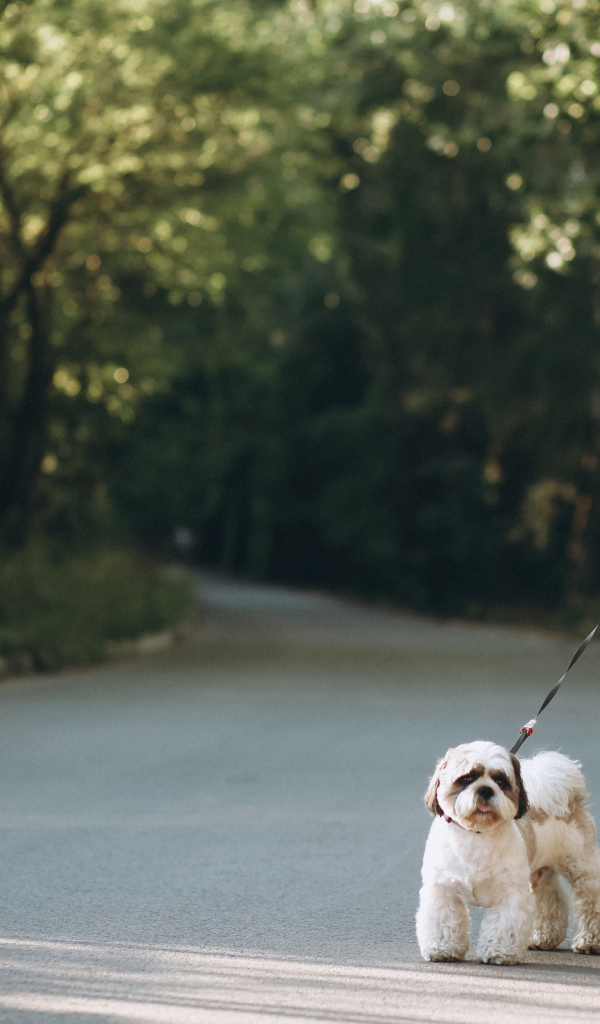 Красивая блондинка идет по дороге с собакой
