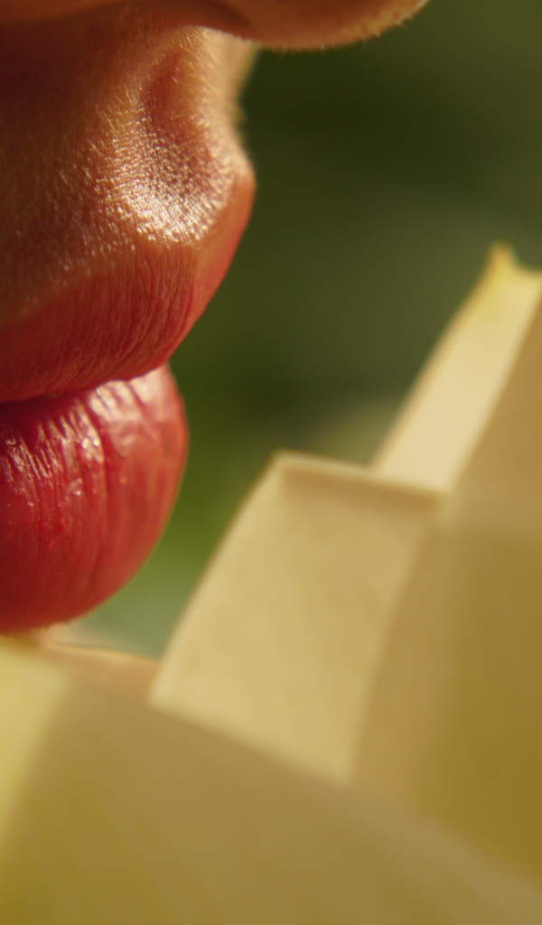 Красивые губы девушки с цветком