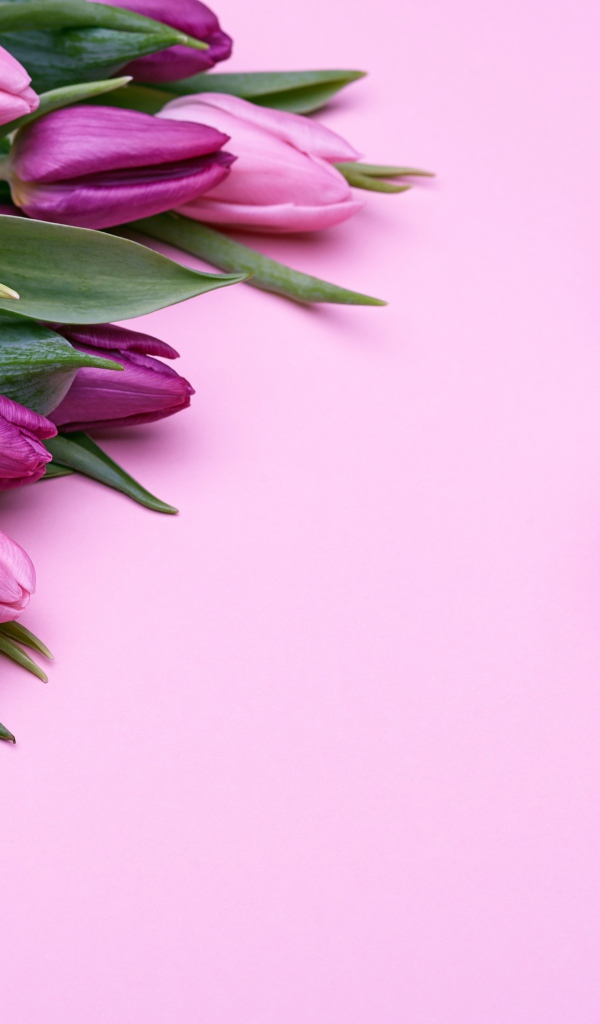 Большой букет фиолетовых тюльпанов с подарками на розовом фоне