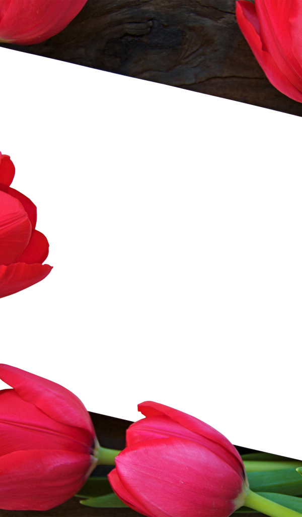 Белый лист бумаги и красные тюльпаны, шаблон поздравительной открытки