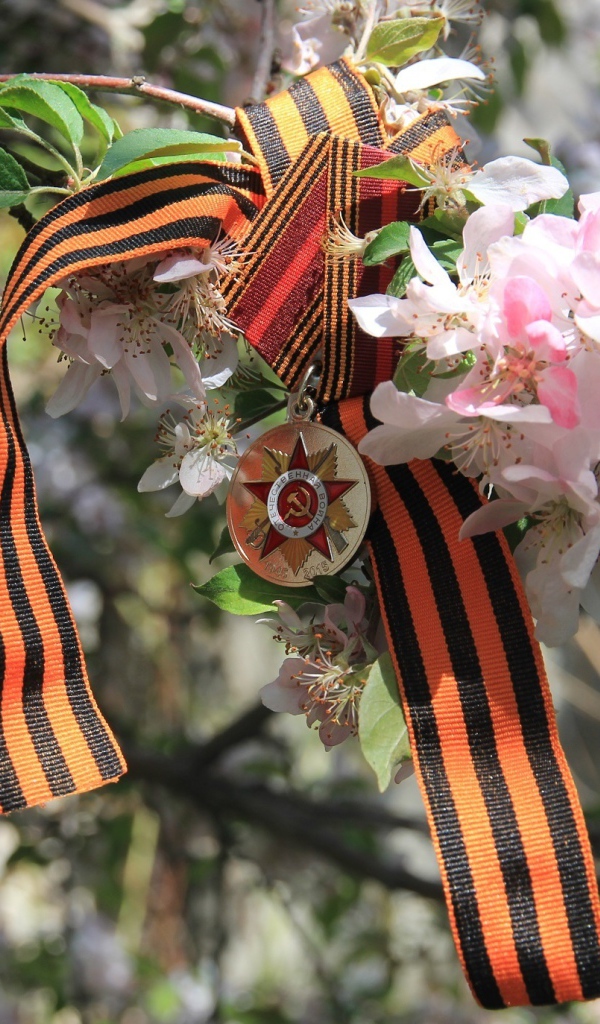 Георгиевская лента и награда на яблоне на 9 мая День Победы 
