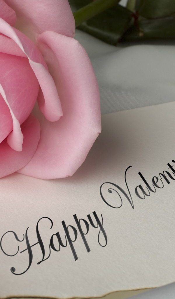 Розовая роза и открытка на День Святого Валентина 