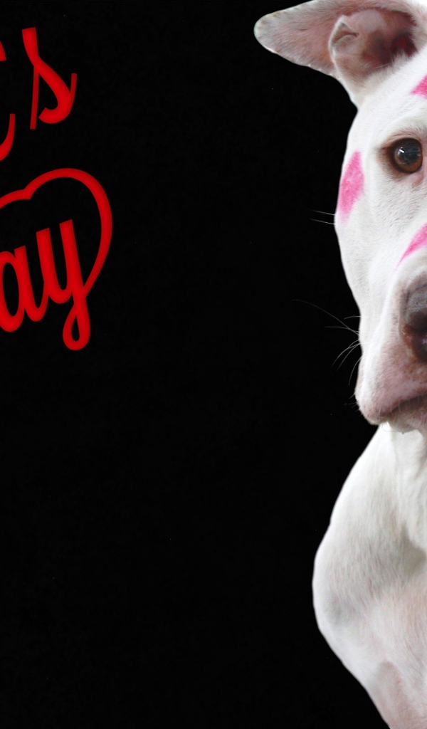 Белый пес со следами помады на черном фоне на День Святого Валентина