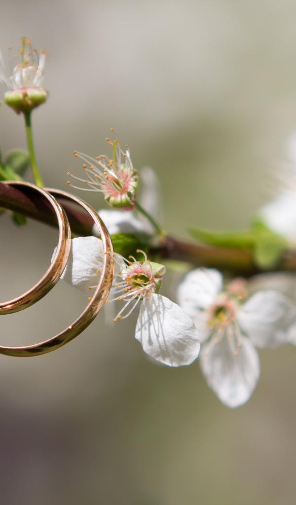 Два золотых  обручальных кольца на цветущей ветке вишни 