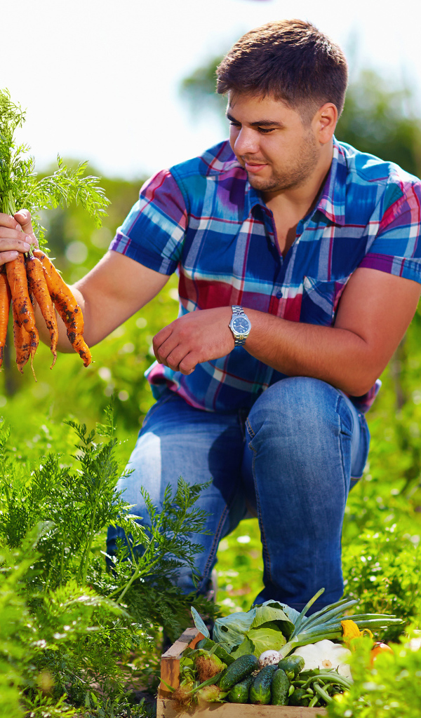 Мужчина фермер собирает урожай моркови