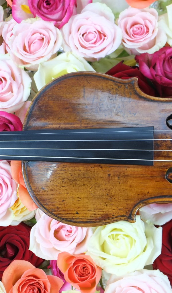 Дорогая скрипка лежит на розах 