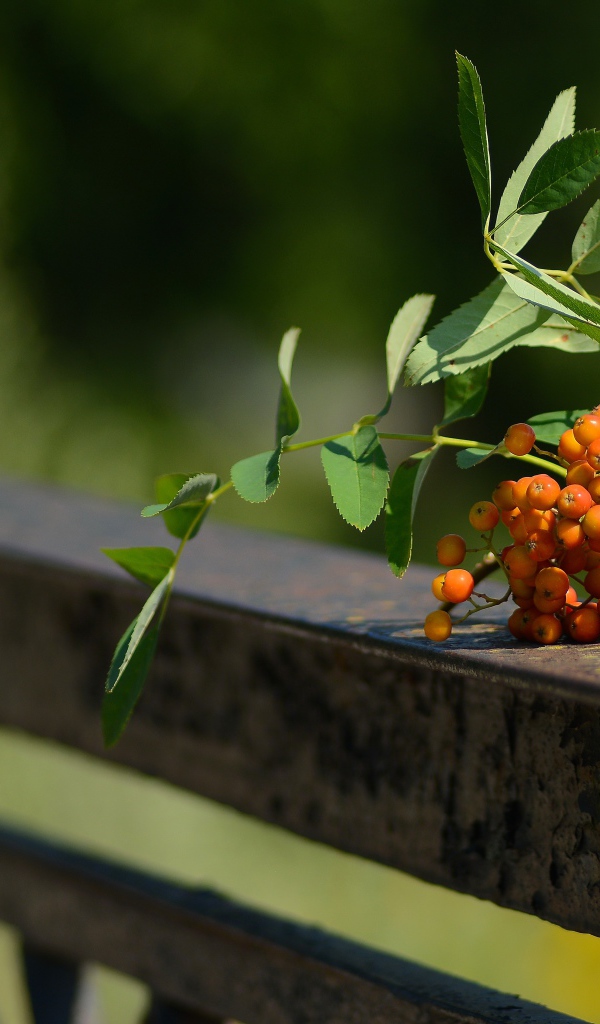 Гроздь оранжевой рябины лежит на перилах