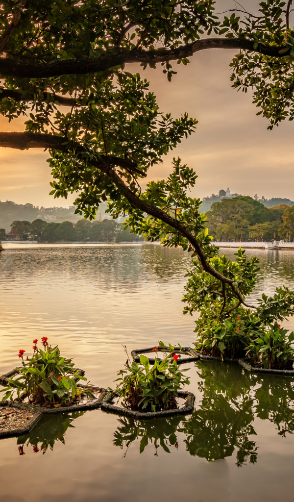 Ветка дерева опустилась в озеро на закате 