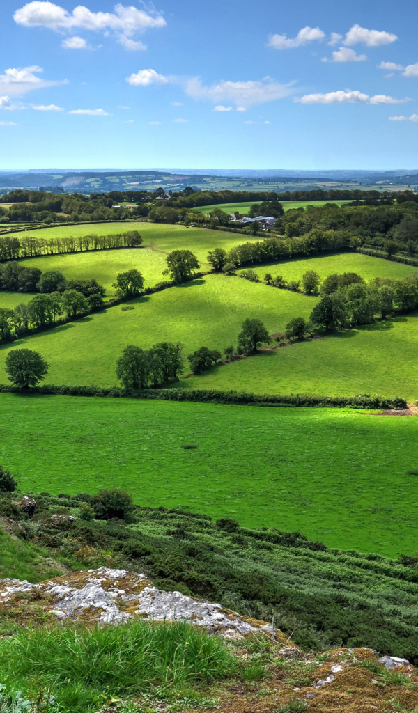 Красивые зеленые луга в лучах солнца под голубым небом
