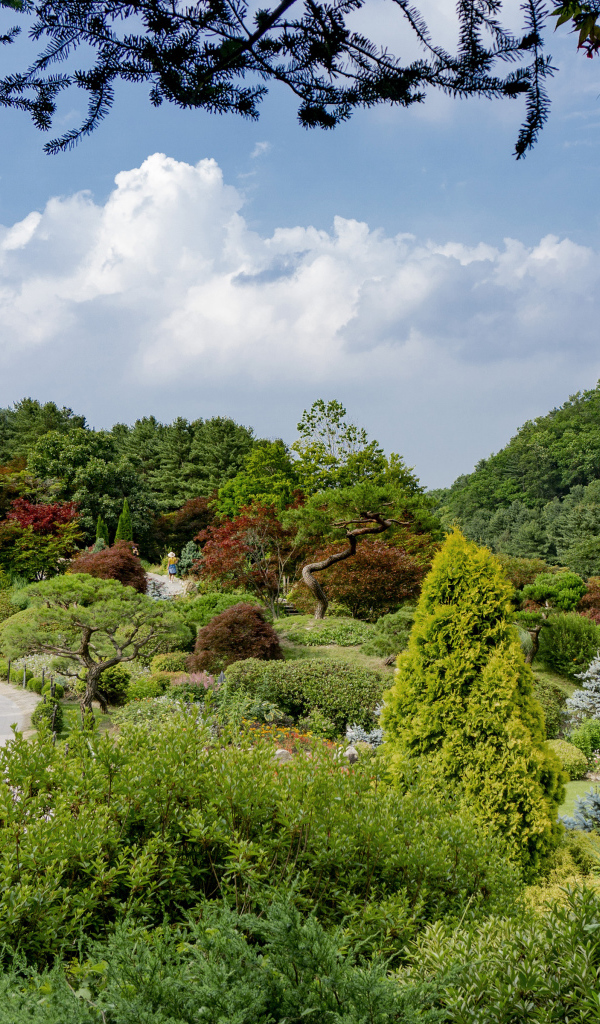 Красивый зеленый парк под голубым небом, Корея