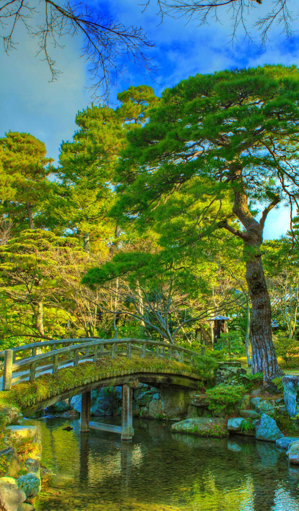 Красивые зеленые деревья в парке у реки