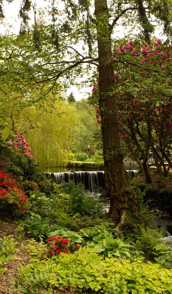 Красивый живописный парк с цветущими кустами