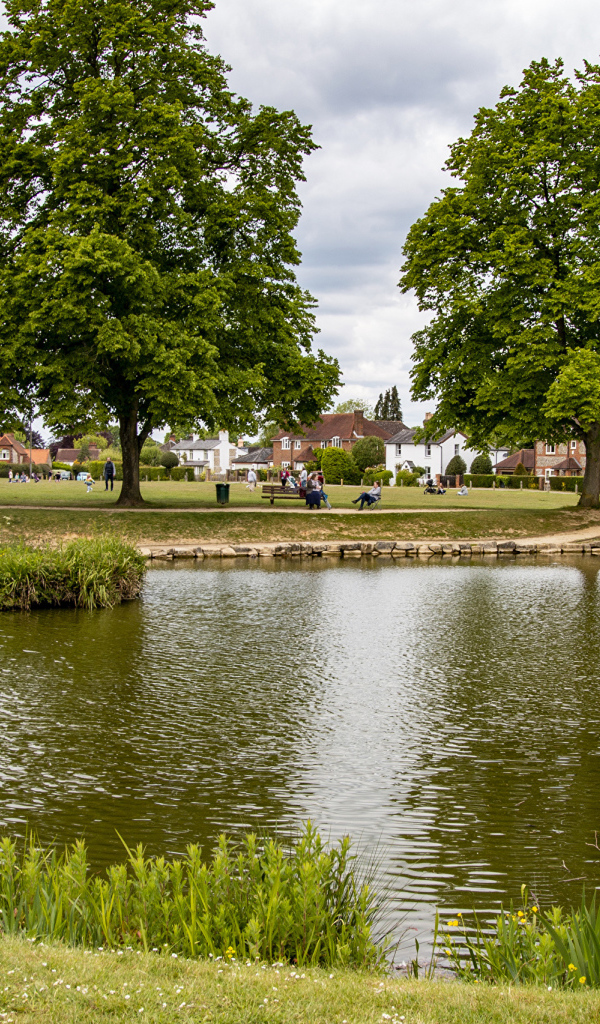 Красивый пруд и деревья в летнем парке 
