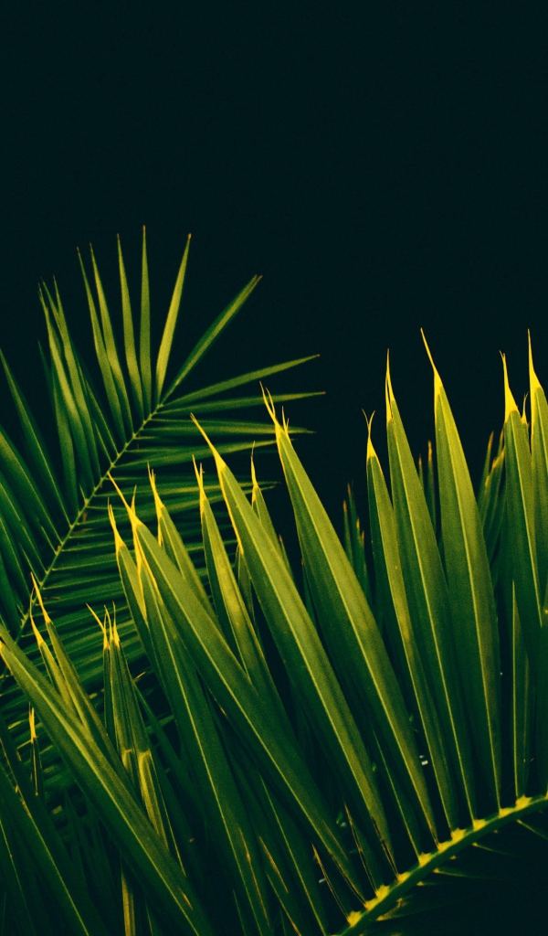 Большие зеленые пальмовые листья на черном фоне