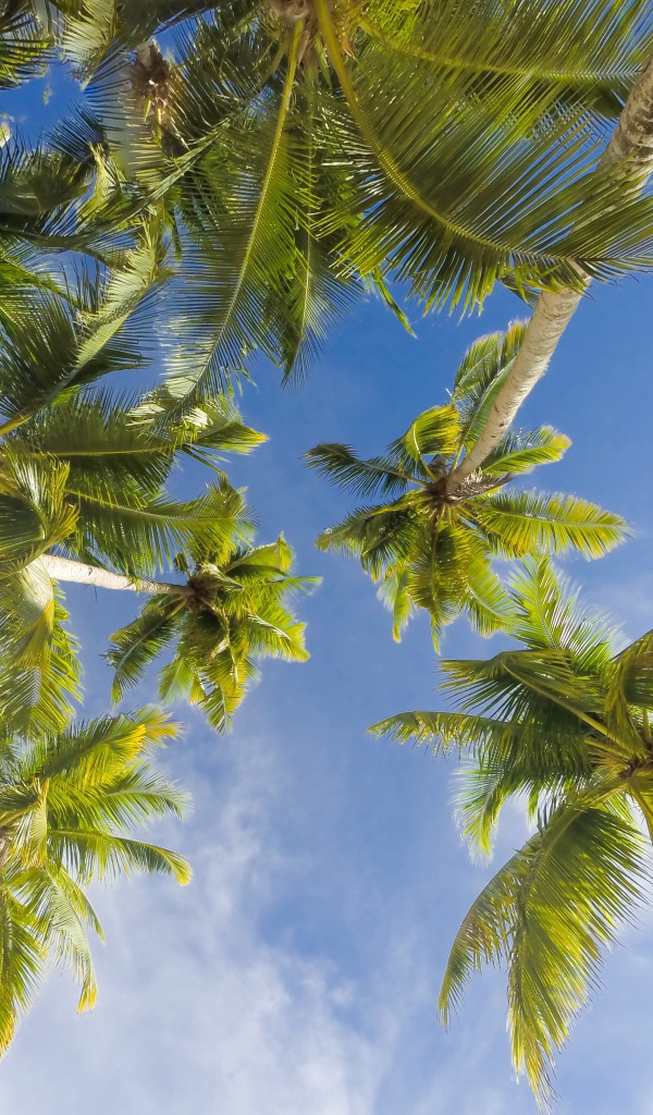 Вид снизу  на зеленые листья пальмы под голубым небом