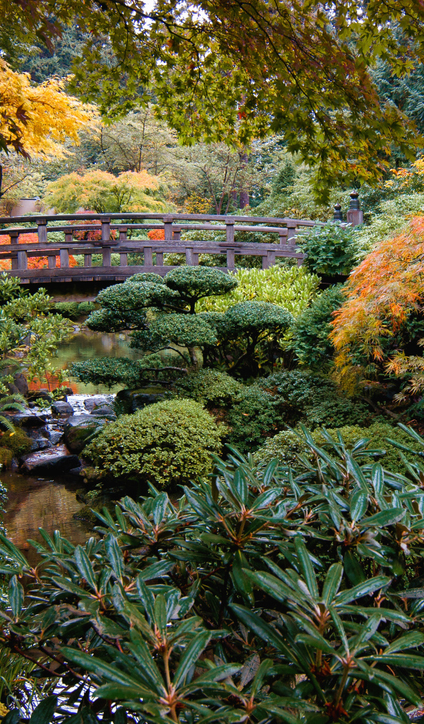 Мост через маленькую реку в заросшем парке 
