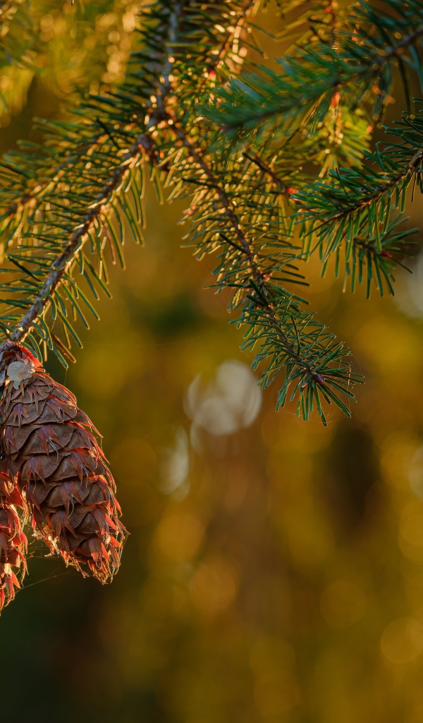 Шишки растут на колючей зеленой ветке ели 