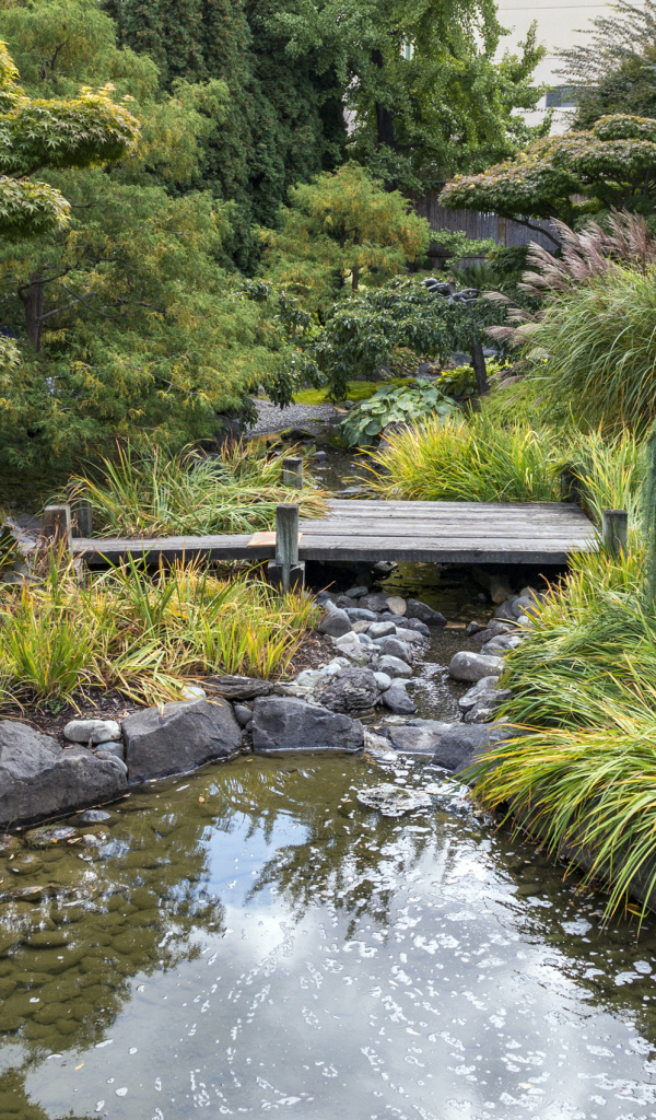Декоративный пруд с зелеными зарослями и мостом в парке