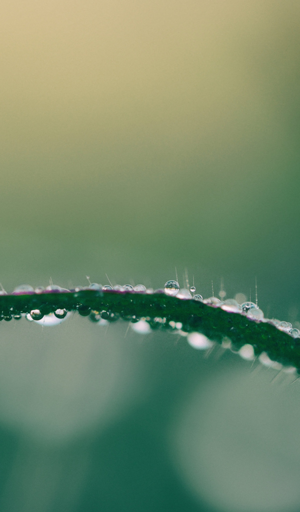 Dew drop on green grass closeup