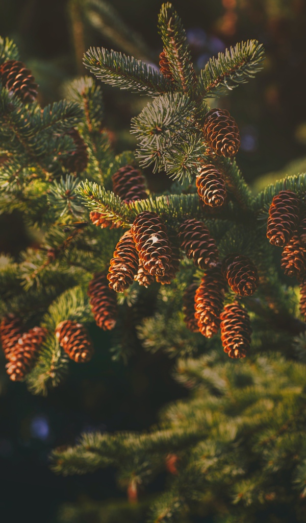 Fluffy spruce branch with cones