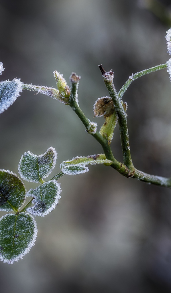 Покрытые инеем зеленые листья розы 