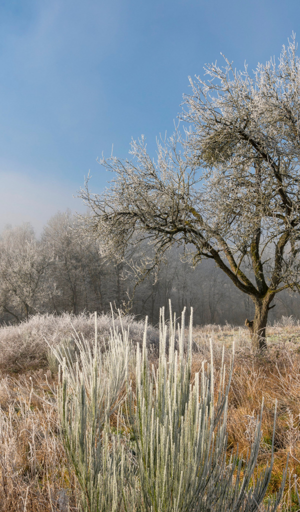 Покрытые инеем земля и деревья на рассвете 