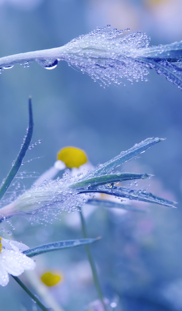 Трава в росе крупным планом