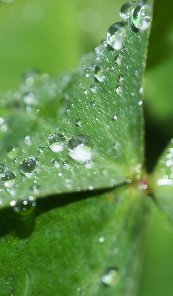 Зеленый лист клевера в каплях росы