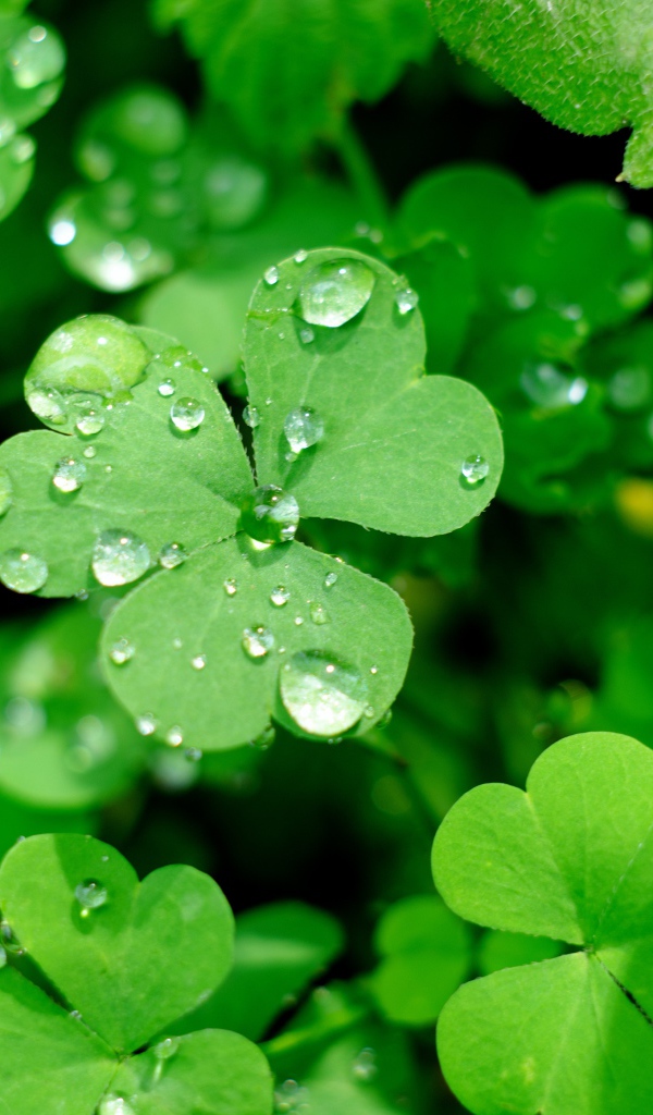 Зеленые листья клевера в каплях воды
