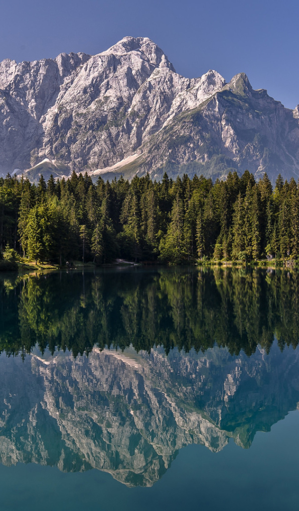 Зеленый хвойный лес и горы отражаются в воде 