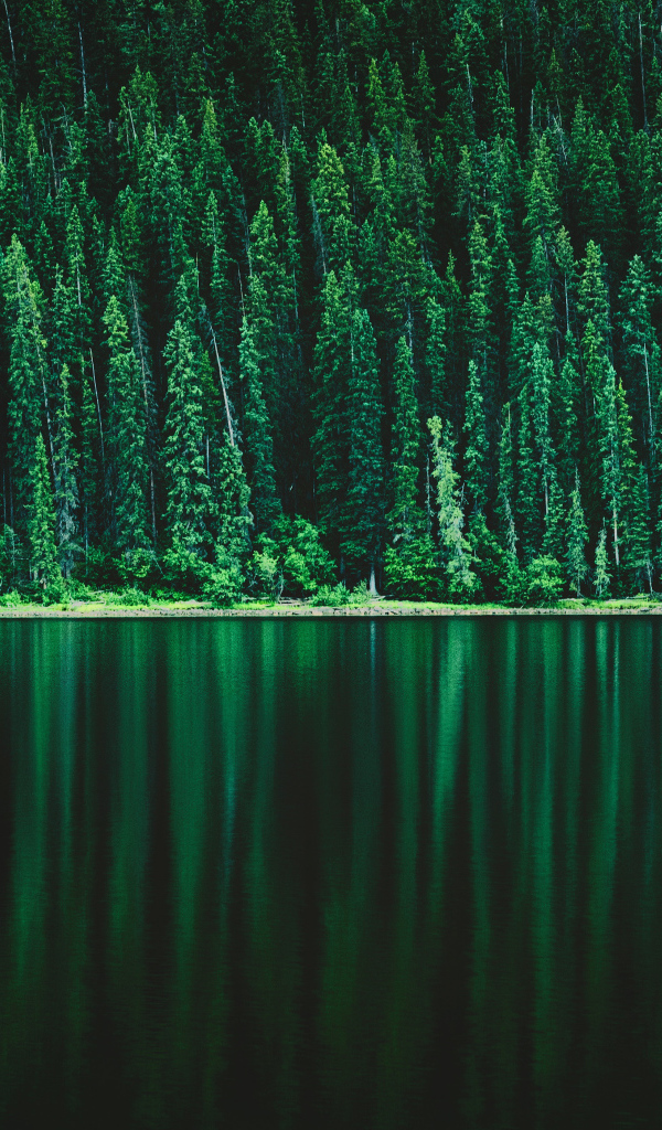 Зеленый хвойный лес отражается в спокойной речной воде